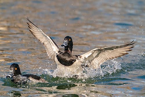 USA, New Mexico, Socorro County. Ring-necked duck landing in water. Art Print